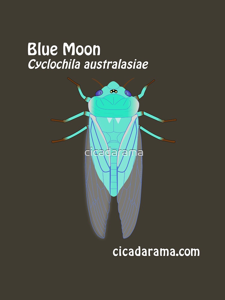 Blue Moon cicada (Cyclochila australasiae) - dark coloured shirts by cicadarama