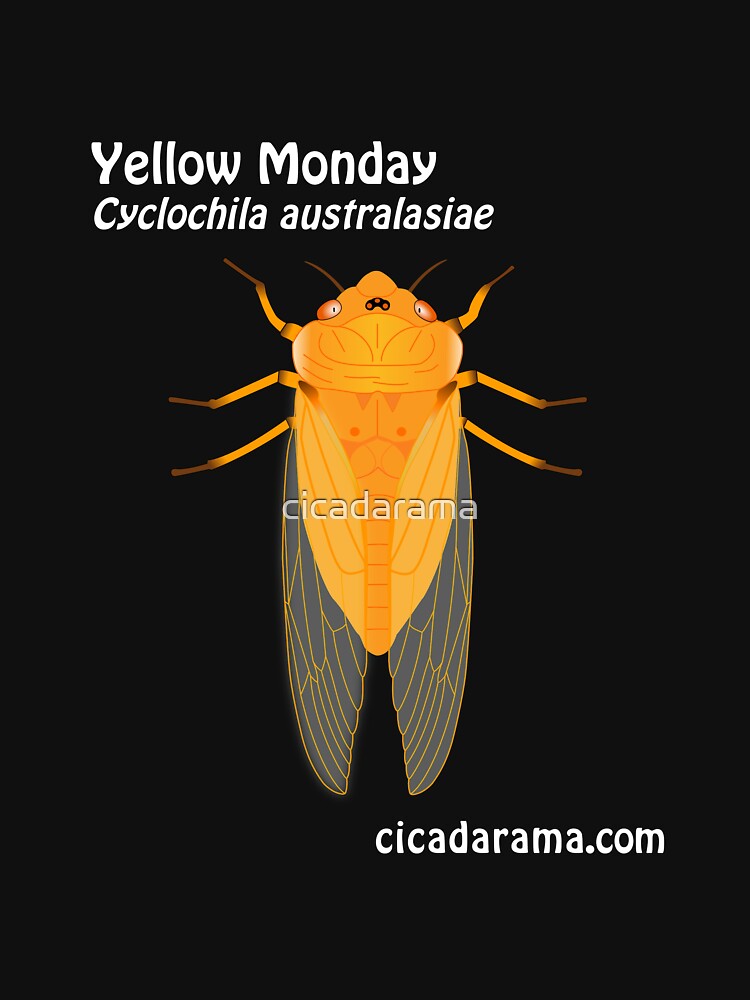 Yellow Monday cicada (Cyclochila australasiae) - dark coloured shirts by cicadarama