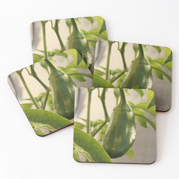 Item preview, Babby Green Capsicum (Bell Pepper) Growing designed and sold by Tornadogod.