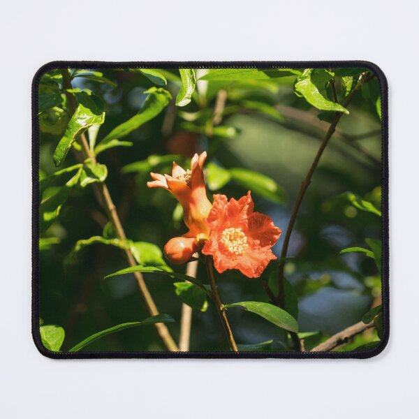 Item preview, Pomegranate Flower Bud and Baby Fruit in Hot Sunlight designed and sold by Georgia Mizuleva.