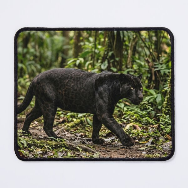 Item preview, Black panther walking in the forest. designed and sold by Malisa345.
