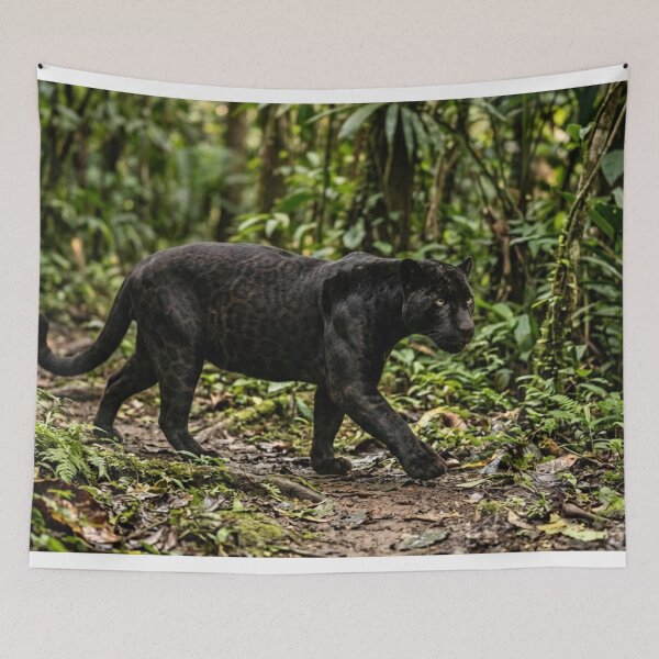 Item preview, Black panther walking in the forest. designed and sold by Malisa345.