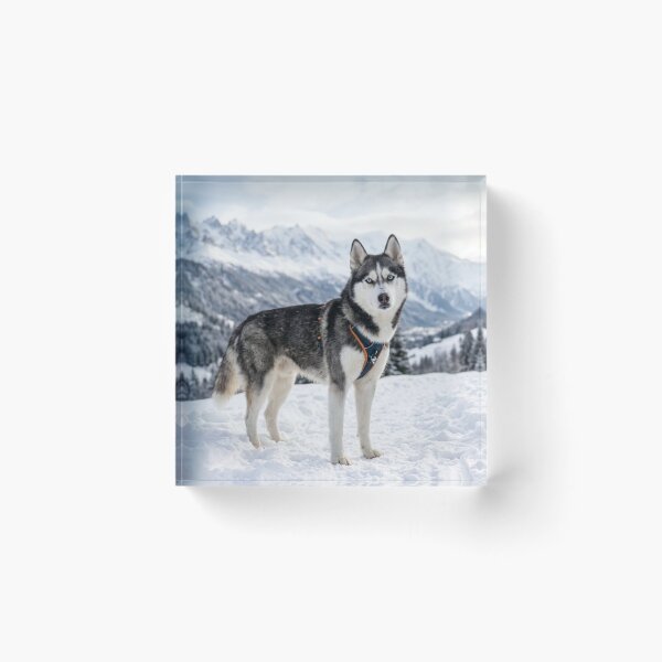 Item preview, Husky in the snowy mountains. designed and sold by Malisa345.