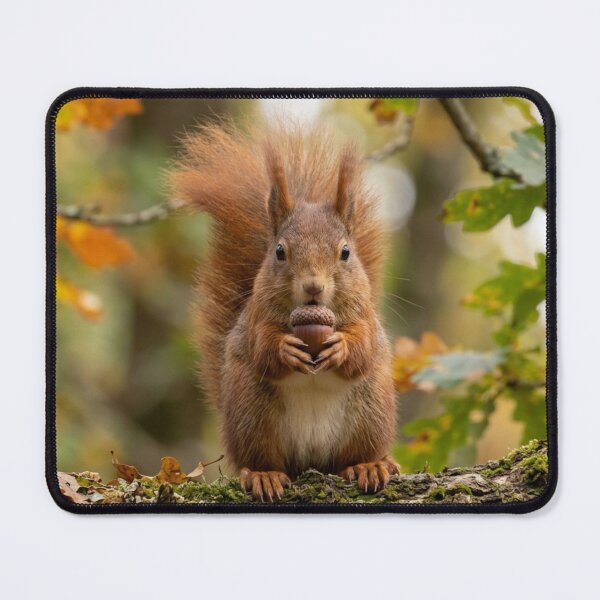 Item preview, A squirrel with an acorn in its hands. designed and sold by Malisa345.
