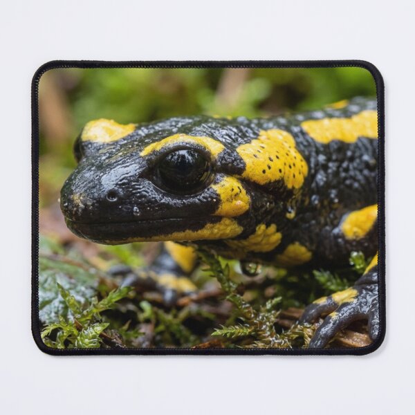 Item preview, Salamander in the rainforest. designed and sold by Malisa345.