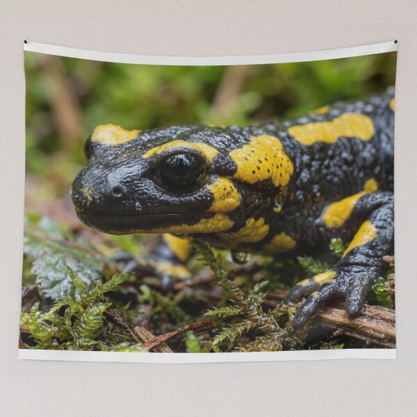 Item preview, Salamander in the rainforest. designed and sold by Malisa345.