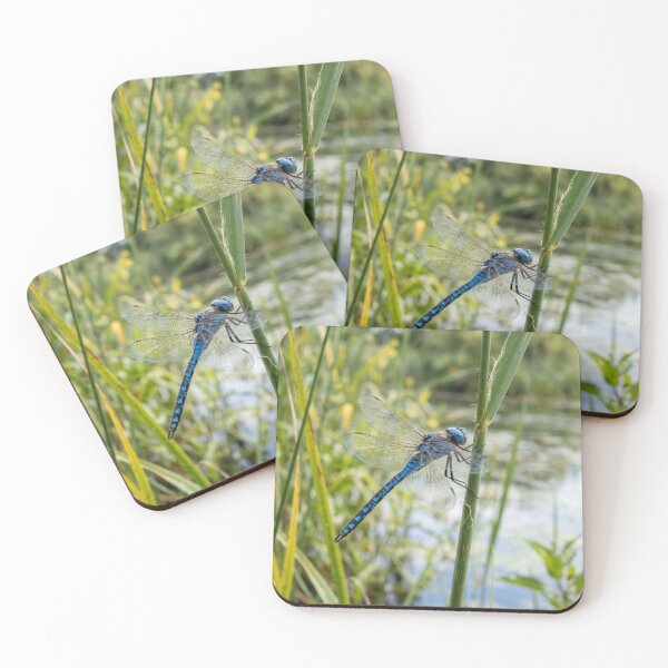 Item preview, Blue dragonfly landing on a reed. designed and sold by Malisa345.