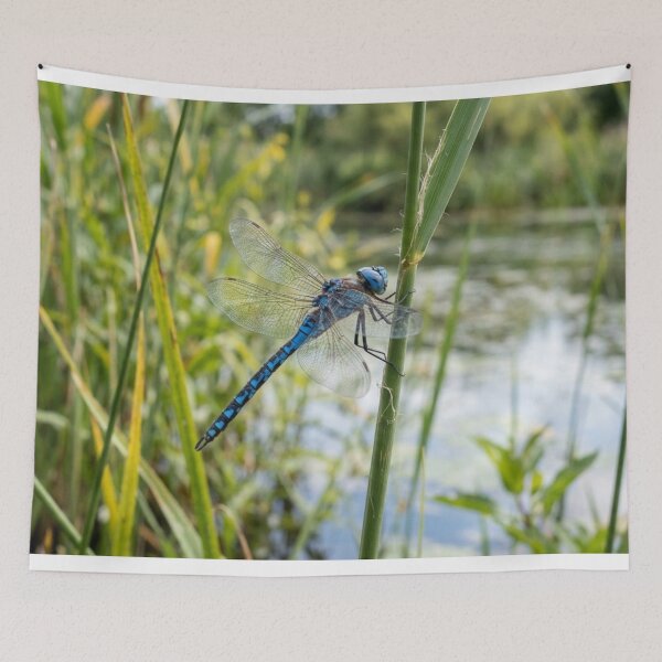 Item preview, Blue dragonfly landing on a reed. designed and sold by Malisa345.