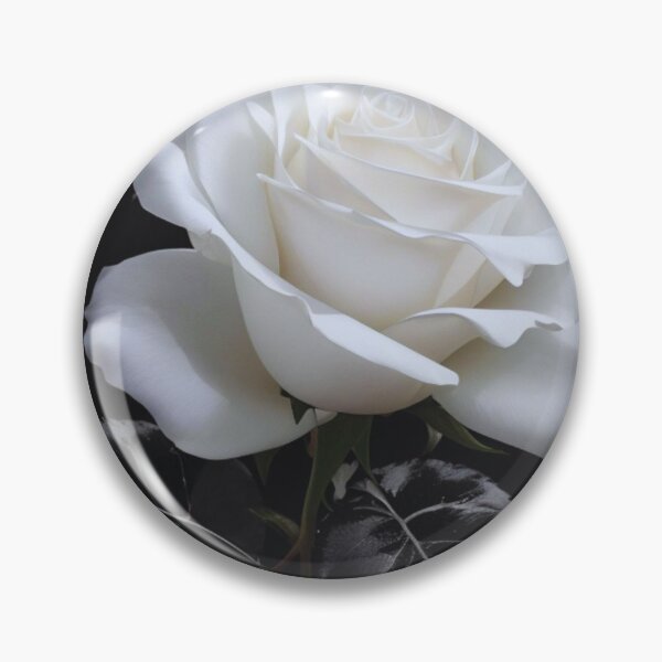 Artikelvorschau, Weiße Rose auf schwarzem Hintergrund entworfen und verkauft von alldecorprints.