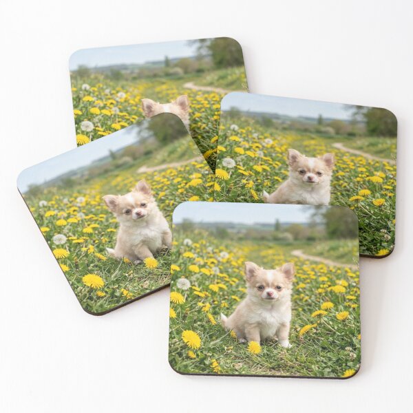 Item preview, Long-haired Chihuahua puppy in a field of dandelions. designed and sold by Malisa345.
