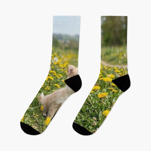 Item preview, Long-haired Chihuahua puppy in a field of dandelions. designed and sold by Malisa345.