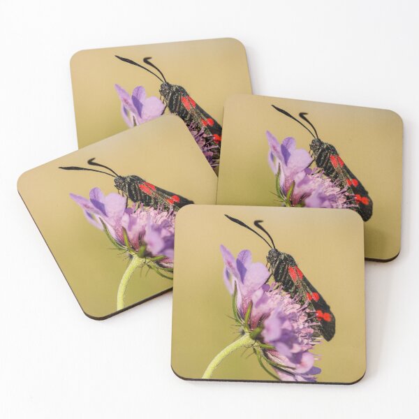 Item preview, Six Spot Burnet Moth on Field Scabious designed and sold by heidipics.