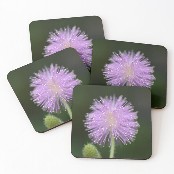 Item preview, Mimosa Puff — Purple Sensitive Plant Flower Macro designed and sold by JLNATURE.