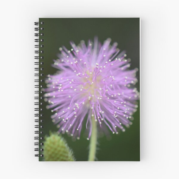 Item preview, Mimosa Puff — Purple Sensitive Plant Flower Macro designed and sold by JLNATURE.