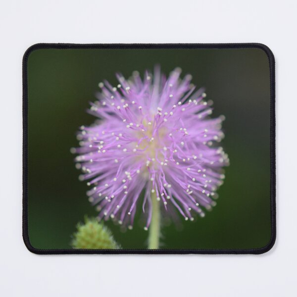 Item preview, Mimosa Puff — Purple Sensitive Plant Flower Macro designed and sold by JLNATURE.