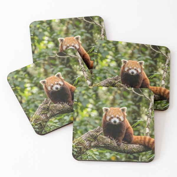 Item preview, Red panda on a branch designed and sold by Malisa345.