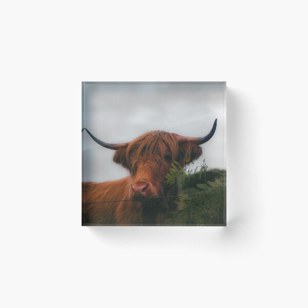 Item preview, The Highlander — Scottish Highland Cow Fine Art Photography designed and sold by GrowNest.