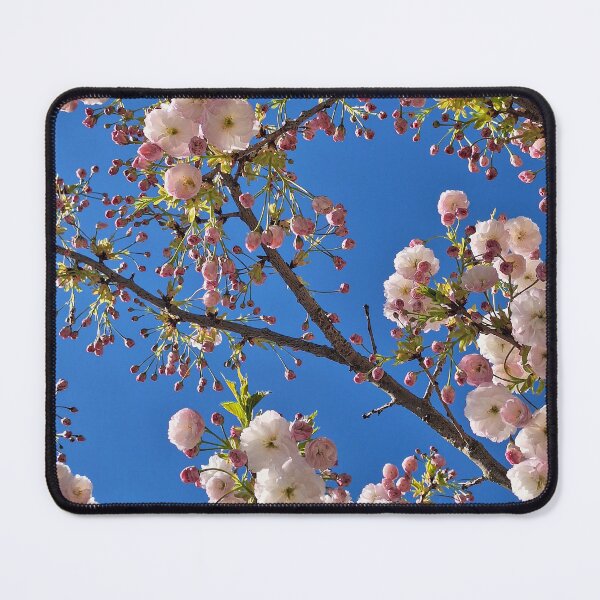 Item preview, Japanese Cherry Blossom (Prunus serrulata) designed and sold by Sajah.