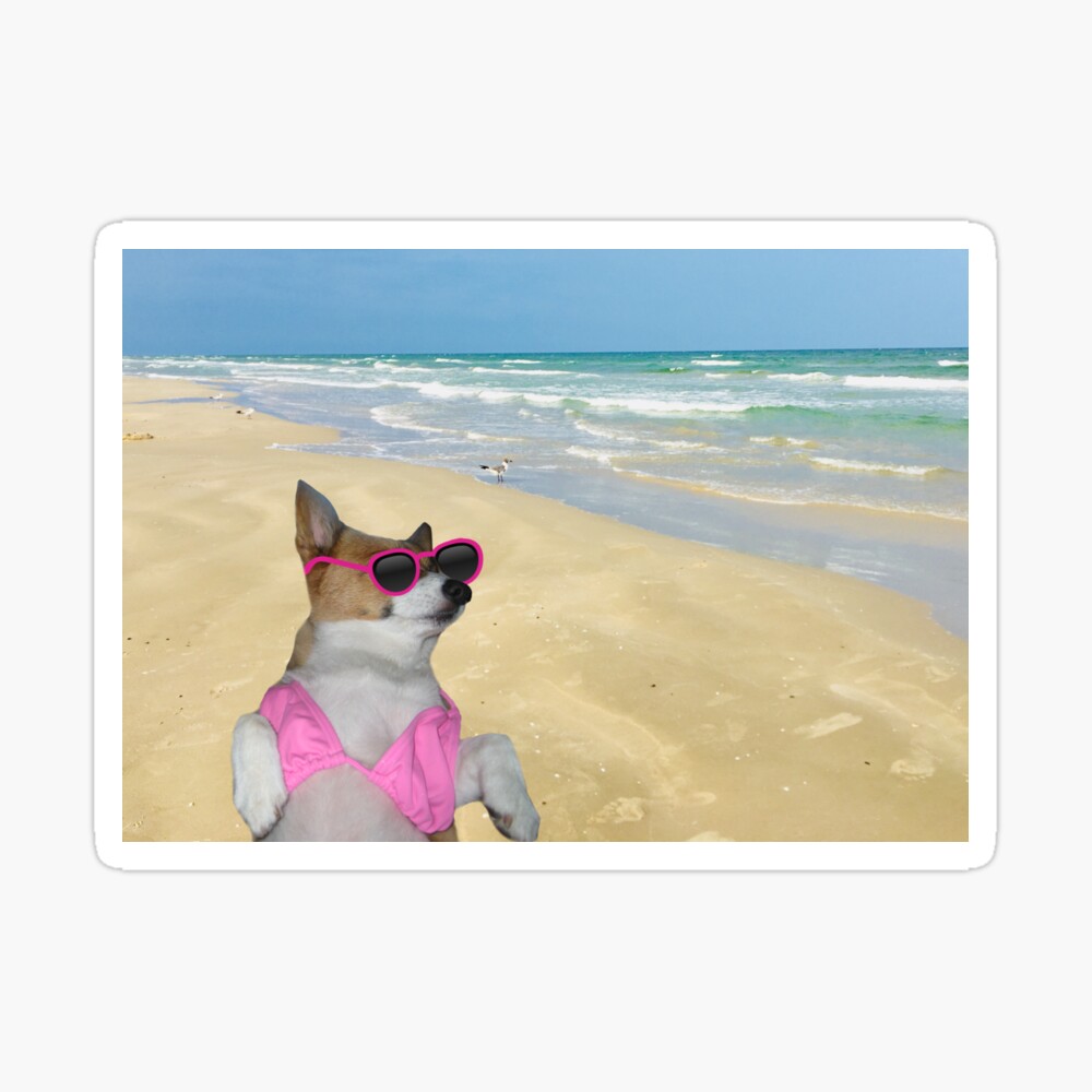 Funny Corgi in Pink Bikini Sunbathing on a Beach