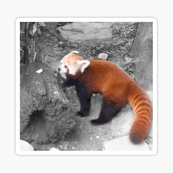 Red Panda with desaturated black and white background Sticker