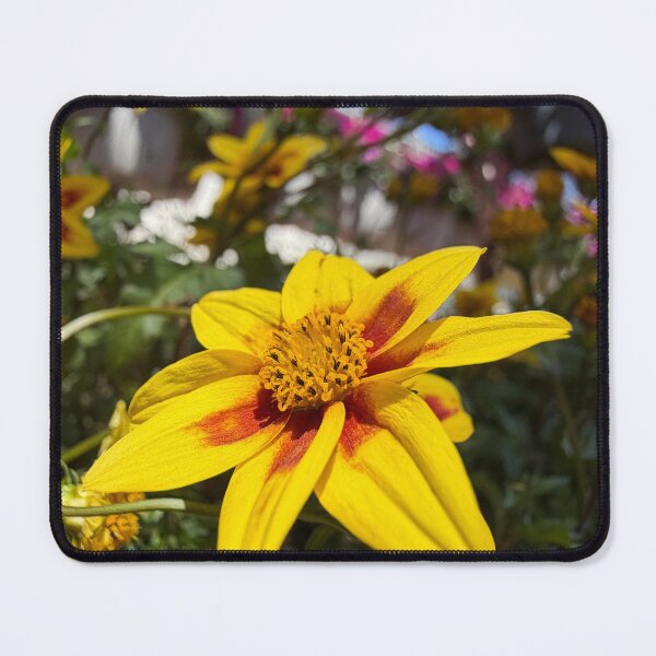 Item preview, A single flower standing out designed and sold by Betsy Phillips.