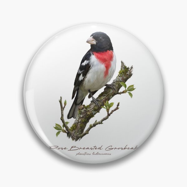 Item preview, Rose Breasted Grosbeak on Branch designed and sold by Takeda-art.