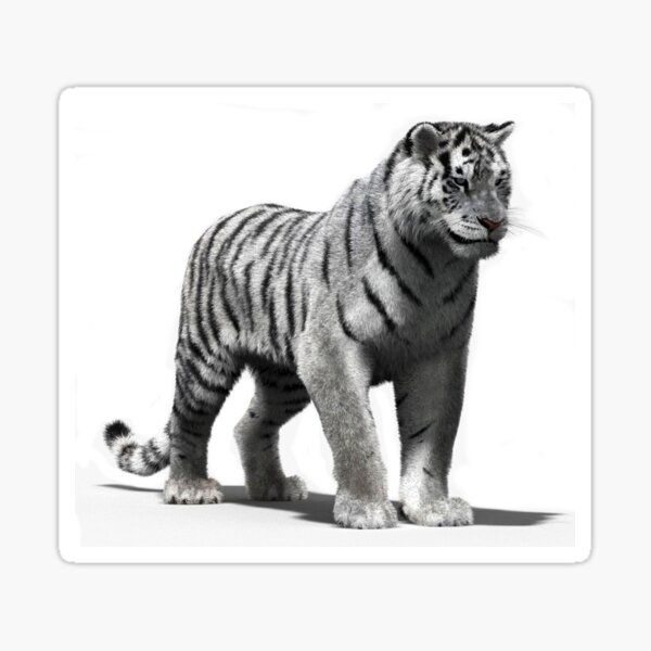 Tiger 12. Тигр 3d. Милый тигр. 3 Тигра. Amur Tiger White background.