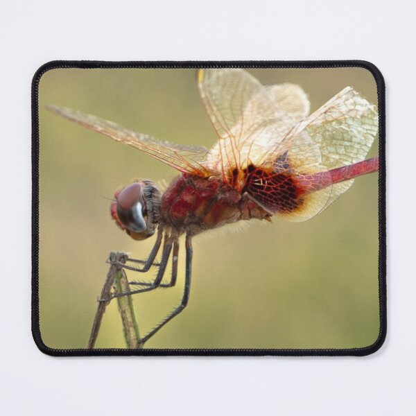 Item preview, Migrating Birds Holiday Stationstores bHorizon designed and sold by apiolands.