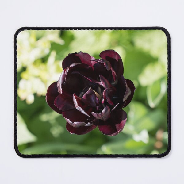 Item preview, Singular Queen of the Night Black Tulip designed and sold by Georgia Mizuleva.