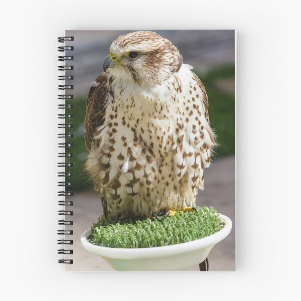Item preview, Close-Up Portrait Of A Perched Falcon On Artificial Grass Stand At Outdoor Raptor Display designed and sold by Nmallia.