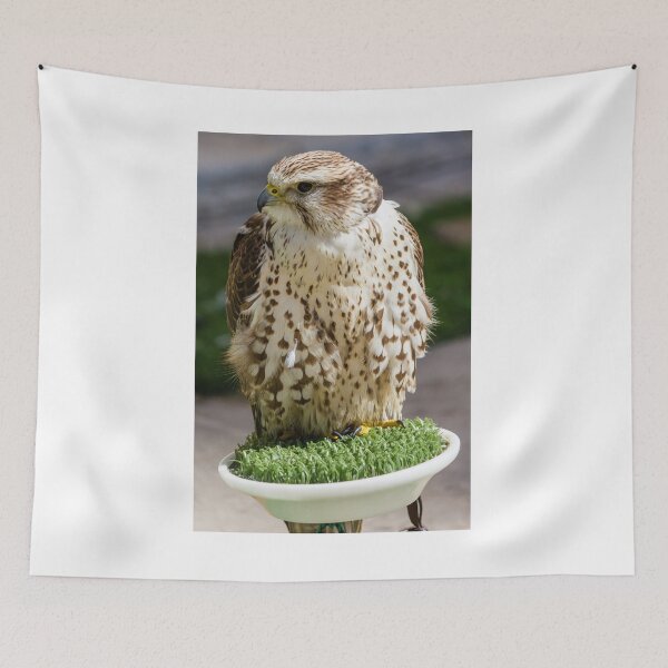 Item preview, Close-Up Portrait Of A Perched Falcon On Artificial Grass Stand At Outdoor Raptor Display designed and sold by Nmallia.
