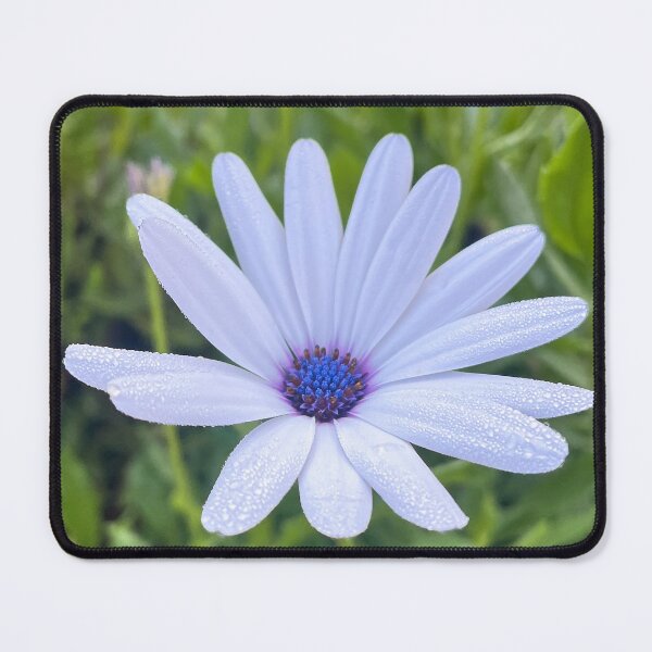 Item preview, White Daisy Flower with Dew Drops in Soft Morning Light designed and sold by Be Captured by Brittany Emma.