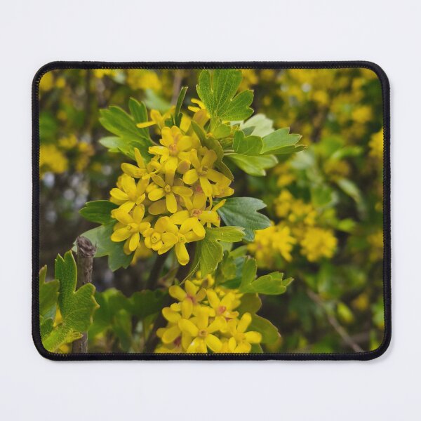 Item preview, Golden Currant Yellow Wildflower Botanical Photo designed and sold by Kainicram.