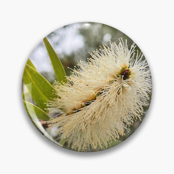 Item preview, Cream Bottlebrush Flower in Soft Natural Light designed and sold by Be Captured by Brittany Emma.