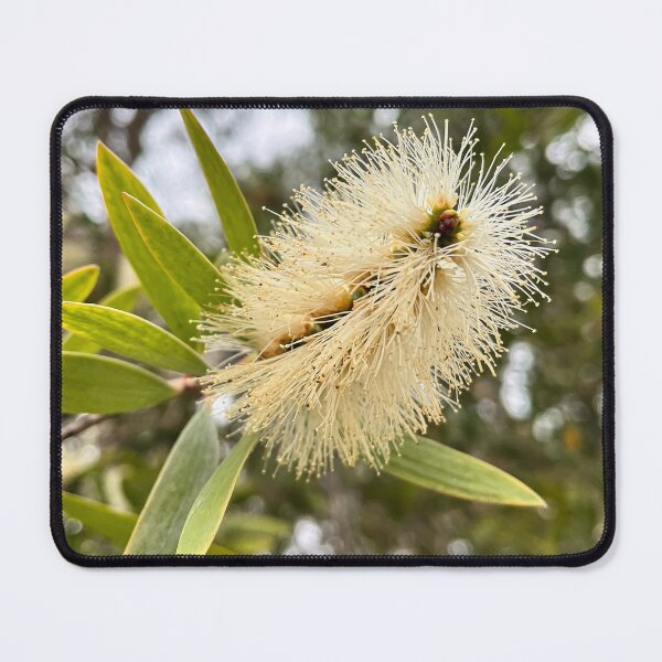 Item preview, Cream Bottlebrush Flower in Soft Natural Light designed and sold by Be Captured by Brittany Emma.