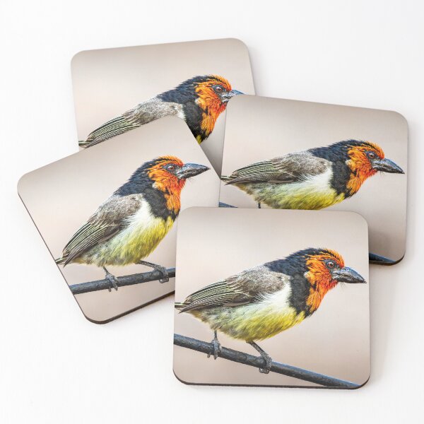 Item preview, Black-collared Barbet - Studio Quality African Bird Portrait Photography, Kruger National Park designed and sold by Johnathan Robinson Photography.