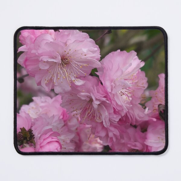 Item preview, Pink Flowering Almond Botanical Spring Blossom Photo designed and sold by Kainicram.