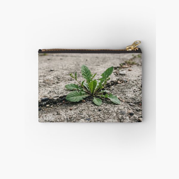 Aperçu de l'œuvre Plante poussant dans une fissure de béton. créée et vendue par Malisa345.