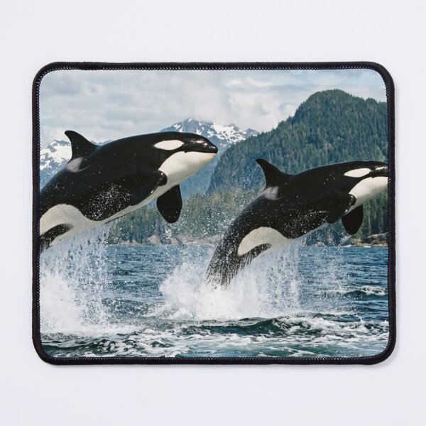 Item preview, Two orcas leaping out of the water. designed and sold by Malisa345.