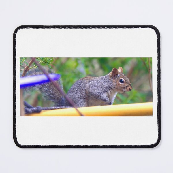 Item preview, Give us a wave from the squirrel  designed and sold by Ribster13.