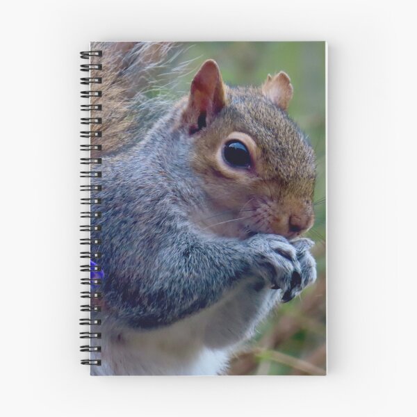 Item preview, Squirrel nuts tucking in to food  designed and sold by Ribster13.