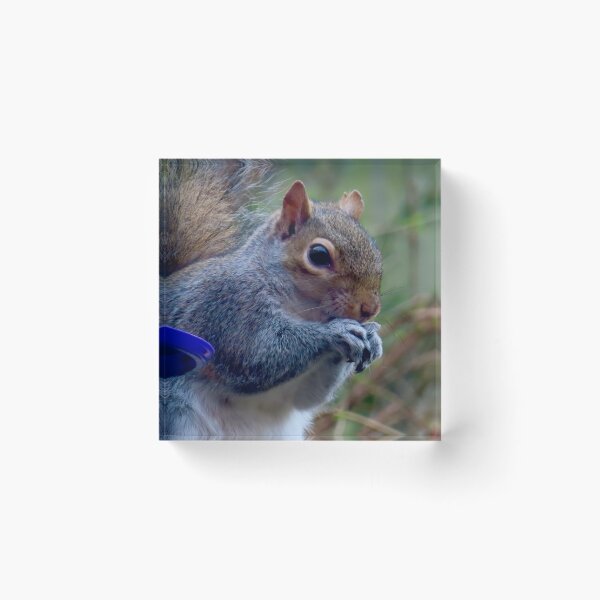 Item preview, Squirrel nuts tucking in to food  designed and sold by Ribster13.