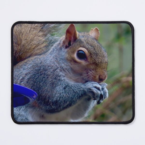 Item preview, Squirrel nuts tucking in to food designed and sold by Ribster13.