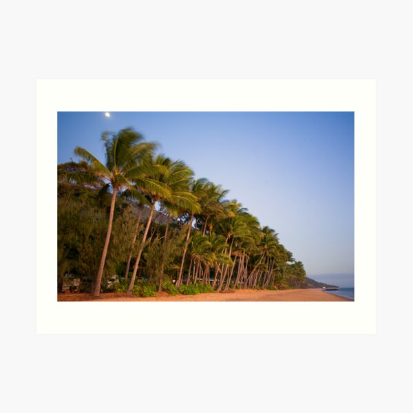 Coconut Grove at Dawn Art Print