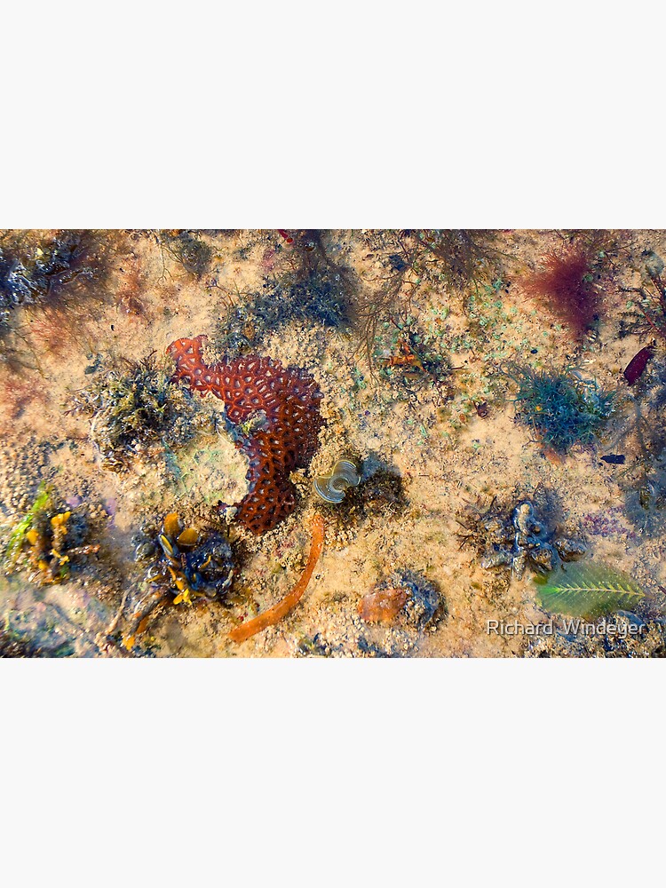 Sea Garden by RICHARDW