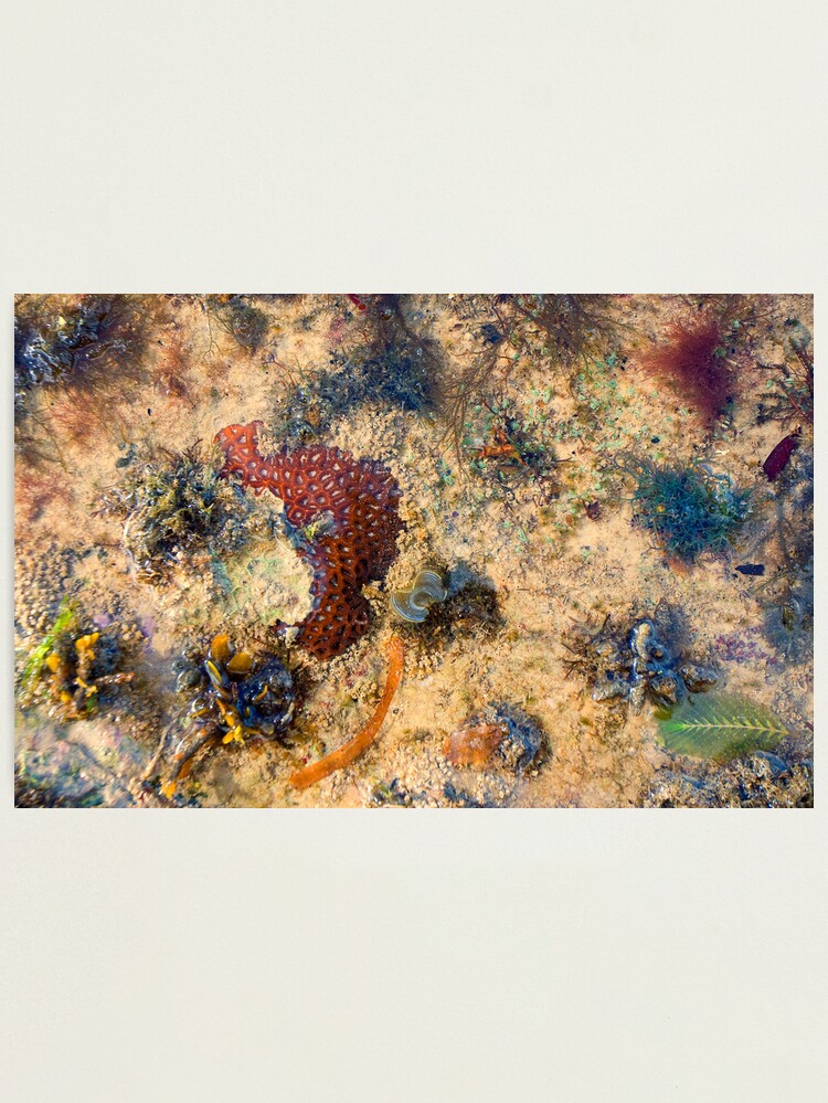 Alternate view of Sea Garden Photographic Print