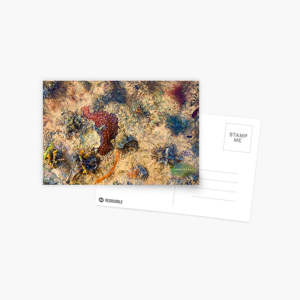 Sea Garden Postcard