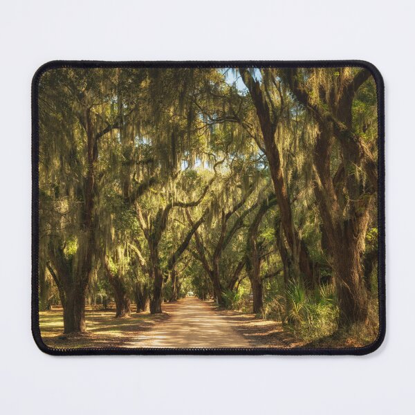 Item preview, Coffin Point Oak Alley designed and sold by DiFigianoPhoto.