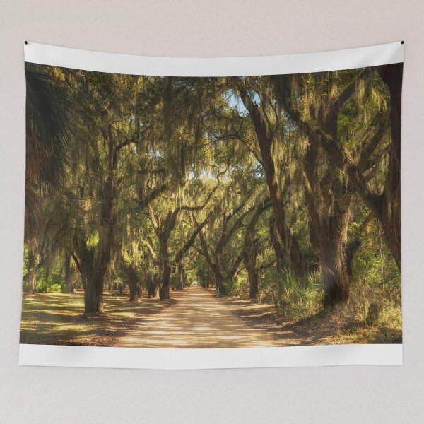 Item preview, Coffin Point Oak Alley designed and sold by DiFigianoPhoto.