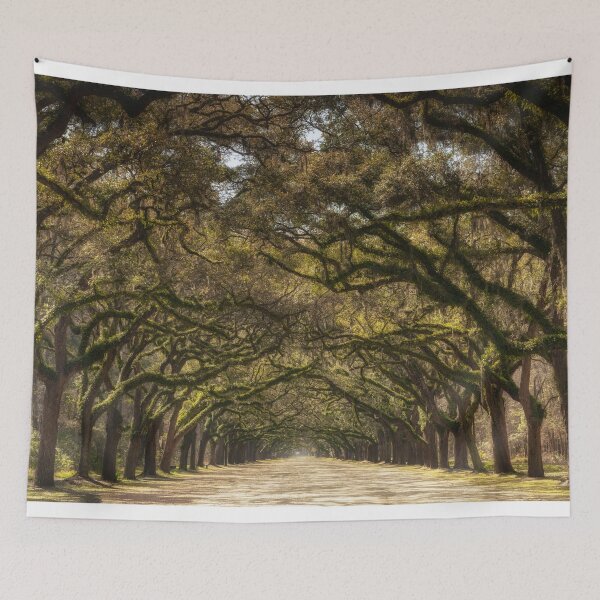 Item preview, Wormsloe Oak Alley II designed and sold by DiFigianoPhoto.